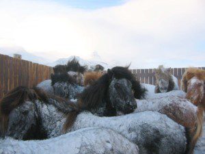 Rund 100 Island-Pferde starben im Dezember durch einen heftigen Wintersturm.