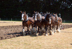 Sechs Clydesdale-Pferde beim Pflügen. canstockphoto by Kapai