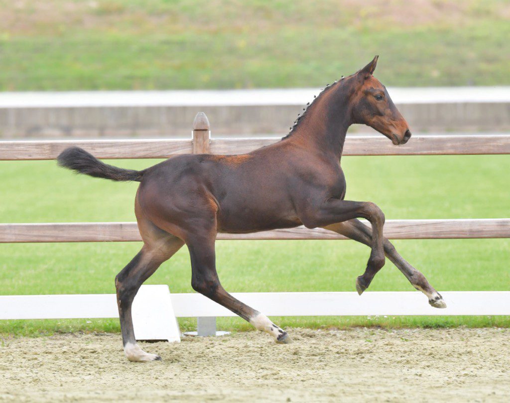 Das teuerste Springfohlen Cornet van't Roosakker v. Cornet Obolensky - Echo van't Spieveld - Carthago kommt in die Schweiz. (gr. Feldhaus)