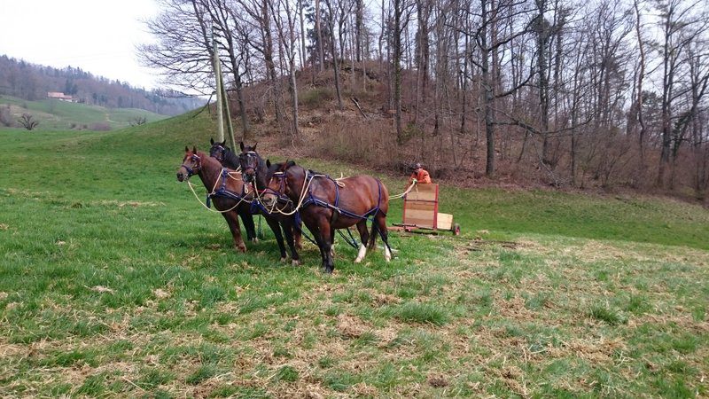 Einstieg ins landwirtschaftliche Arbeiten mit Pferden