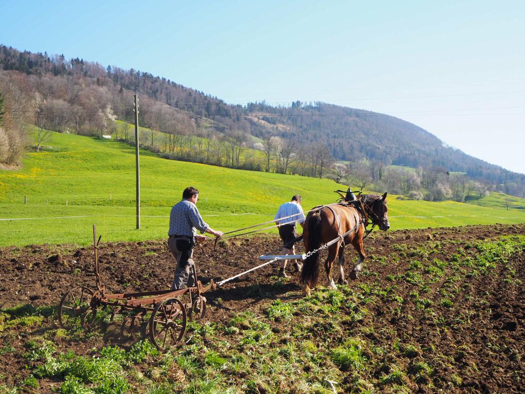 Einstieg ins landwirtschaftliche Arbeiten mit Pferden