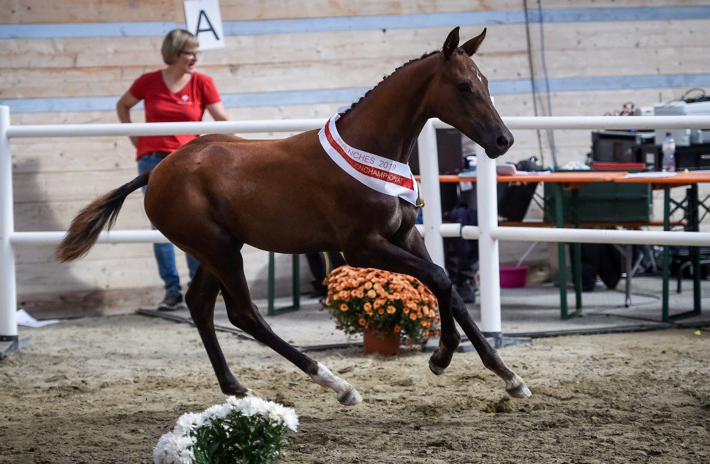 Mio-Bellissimo de Oxalis AACH, Sieger 2019 des Fohlenchampionats Hengstfohlen Dressur. (zVg)