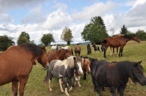 Pferd im Alter, Cushing, Hufrehe, Altersweide