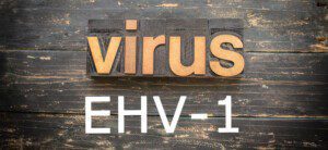 EHV-1 Virus in der Schweiz ausgebrochen. © Can Stock Photo / enterlinedesign