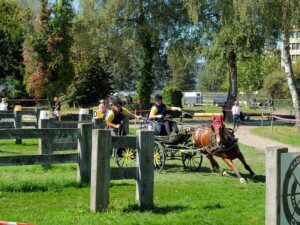 Tierschutz, Pferdesport, Bericht