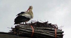 Ein richtiges Prachtexemplar von Storch in Bern. Während der Nahrungssuche bewacht der andere Partner das frisch bezogene Nest. (NPZ)