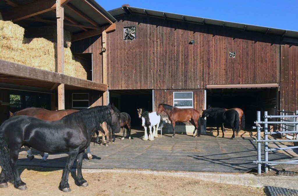 Mit der Aktion «Der Gute Stall» werden gute Haltungsformen wie im Bild in Büttenhardt sichtbar gemacht – ob Gruppen- oder Boxenhaltung, ein hohes Wohlbefinden der Pferde und Ponys ist oberstes Gebot.