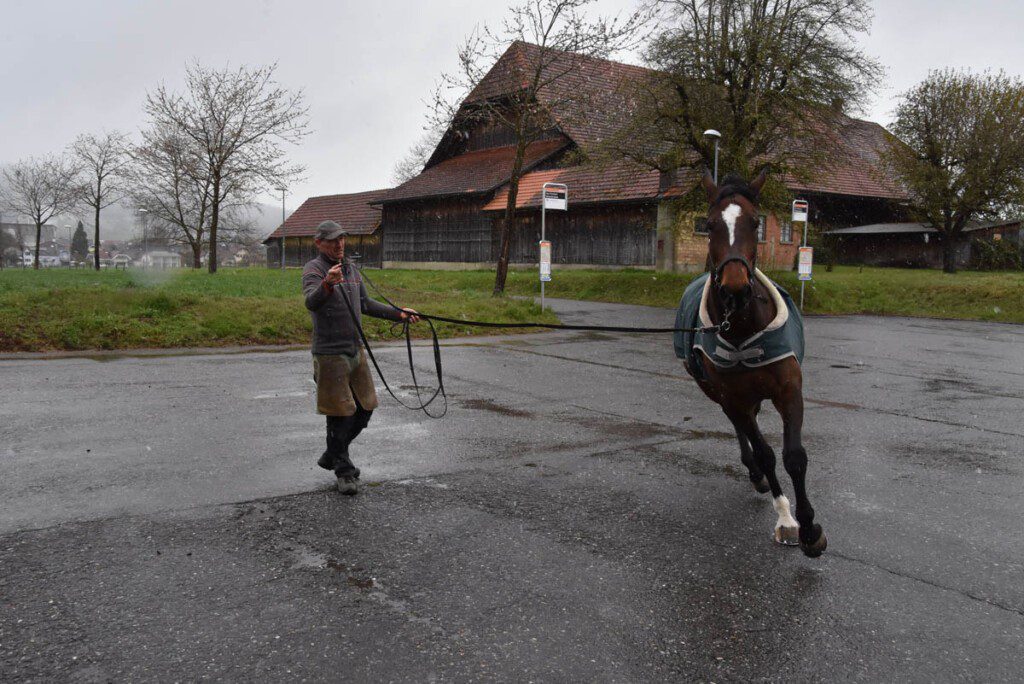 Der Hufschmied Cyrill Zuber beurteilt das Pferd auf weicher und harter Unterlage im Schritt und im Trab. (Bild Fachverband Farriertec Suisse)