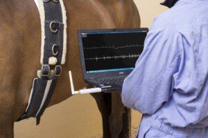 Das Audicor® System im Einsatz. Mittels Analyse der simultan mit einem Elektrokardigramm aufgezeichneten Herztöne soll in Zukunft die Herzfunktion und die Herzgesundheit von Pferden beurteilt werden können.
