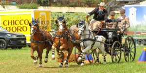 Der amtierende Schweizermeister der Pony-Vierspänner Yannik Scherrer wird die Schweiz an der WM in Le Pin au Haras (FRA) vertreten. | © Brigitte Gfeller