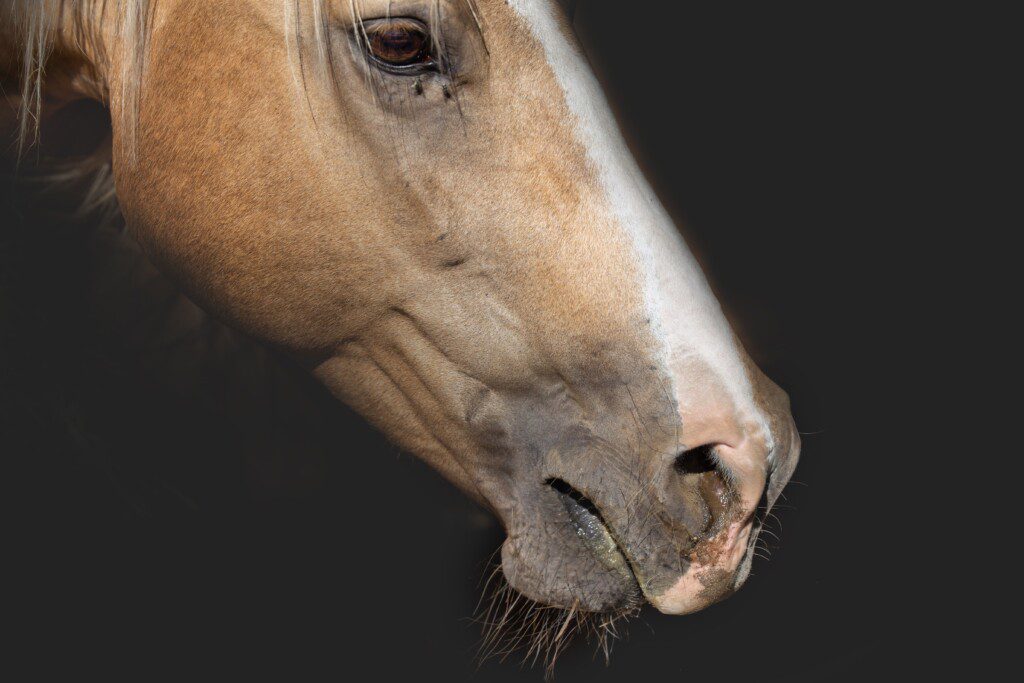 Ein an Herpes erkranktes Pferd @Shutterstock
