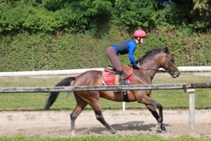 Weihnachts-Special: Professioneller Pferdeservice von Horse Soul