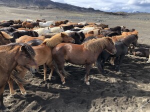 Island: Im Schatten der zornigen Schwestern