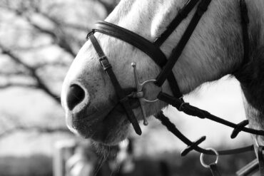IENA-Konferenz: Reitsportveranstaltungen und -events unter Berücksichtigung des Wohlergehens des Pferdes