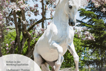 «Pferdezucht ist persönlicher und emotionaler geworden.»