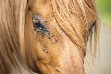 Avenches wird 2027 zum europäischen Eventing-Hotspot