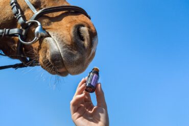 Falls Weihnachten schneller da ist als gedacht…