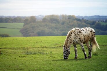 Blood Rule im internationalen Pferdesport – Null Toleranz oder Grauzone?