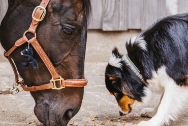 Vom Arbeitstier zum Familienmitglied?
