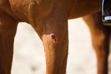 Blood Rule im internationalen Pferdesport – Null Toleranz oder Grauzone?