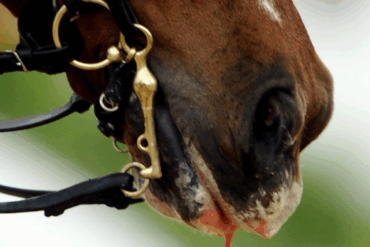 95 Prozent Ja – und doch Zoff: FEI kippt bisherige «Blood Rule»