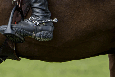 95 Prozent Ja – und doch Zoff: FEI kippt bisherige «Blood Rule»