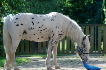 #CleverMitKavallo: Wieviel Heu für ein 520 kg Pferd?