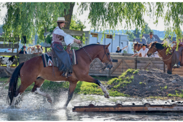 Pferdewohl in der pferdegestützten Intervention: Was sagt die neue Studie?
