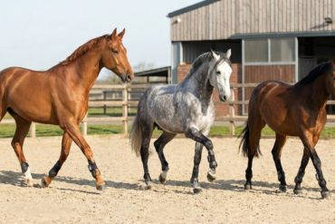 Ein grossartiger Horseman hat uns verlassen: Hansjoggi Fünfschilling