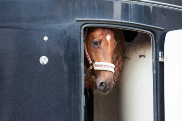 (Da-)Zugelernt! Pferdewissen fürs Köpfchen