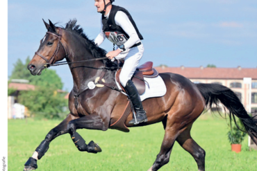 (Da-)Zugelernt! Pferdewissen fürs Köpfchen