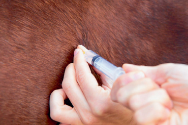 Warum sich Pferdehalter jetzt mit Fluglärm beschäftigen sollten