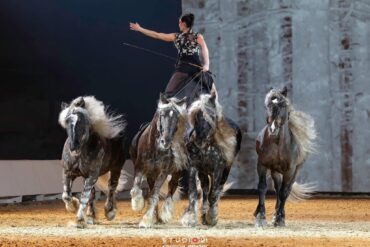 Temperamentvolle Herzensbrecher – Paso Finos in der Schweiz