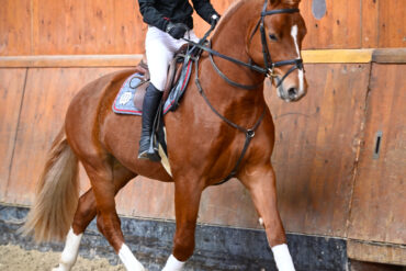 Pferdewohl in der pferdegestützten Intervention: Was sagt die neue Studie?