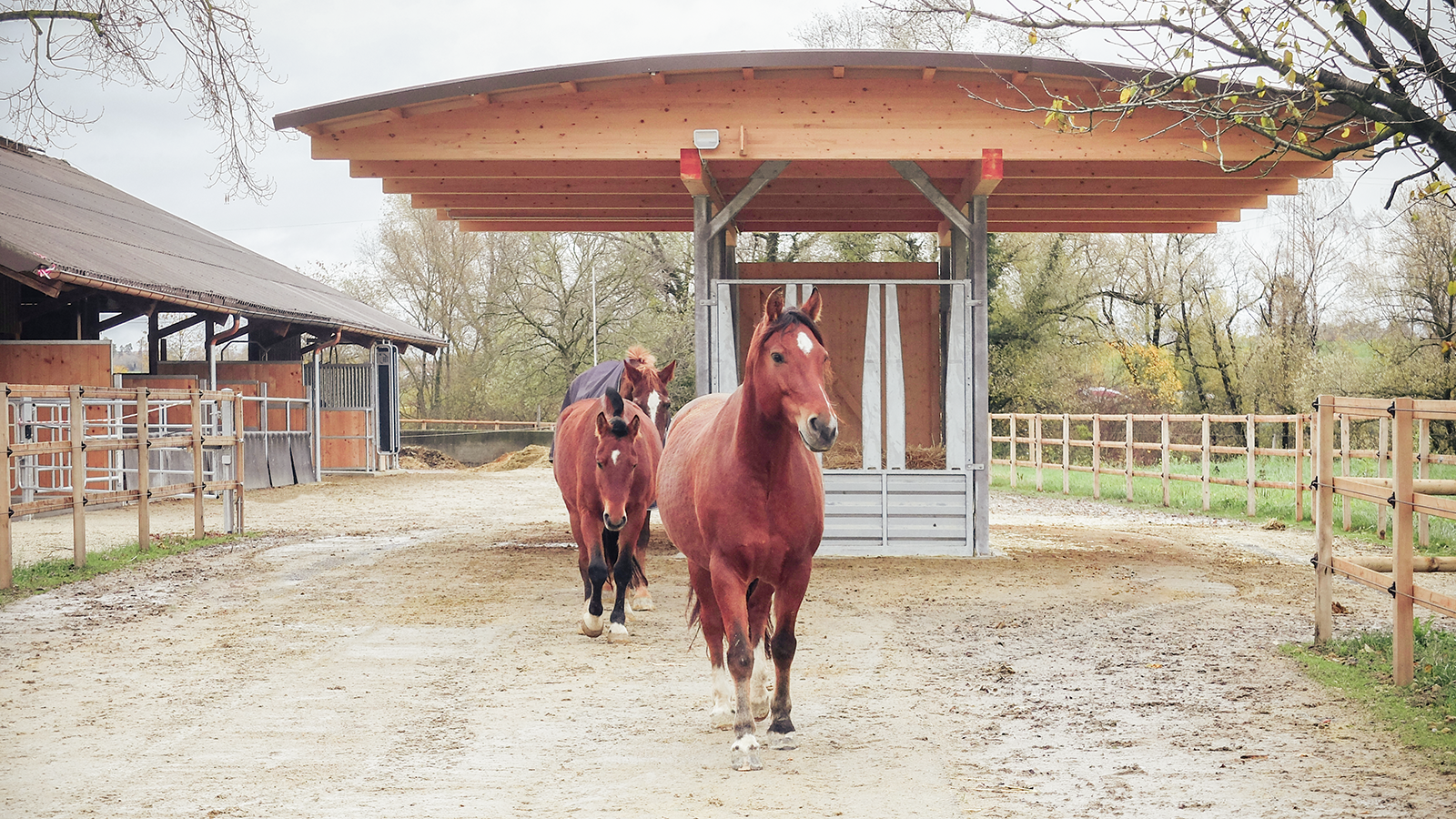 Zu sehen sind zwei braune Pferde in einem Offenstall