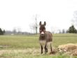 Ein kleienr grauer Esel steht auf einer Wiese und schaut uns suss an