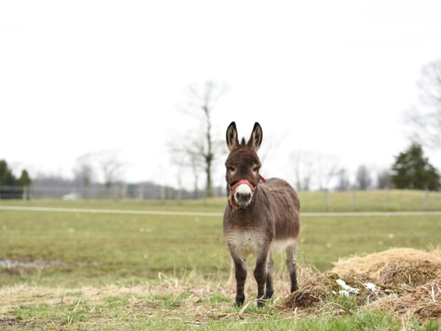 Ein kleienr grauer Esel steht auf einer Wiese und schaut uns suss an