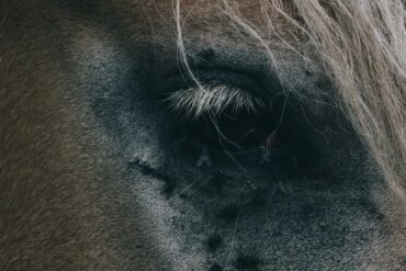 #CleverMitKavallo: Sticht der Hafer?