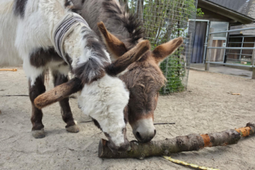 NPZ Bern bürgt für gutes Reiten